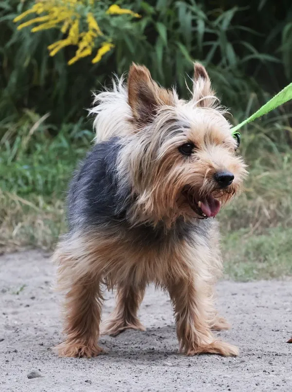 Znaleziono psa, Łódź, 14 sierpnia 2025 (5/5)