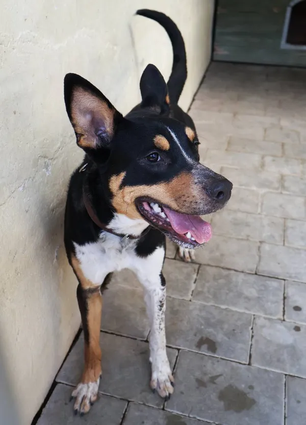 Znaleziono psa, Łódź, 13 sierpnia 2025 (1/5)