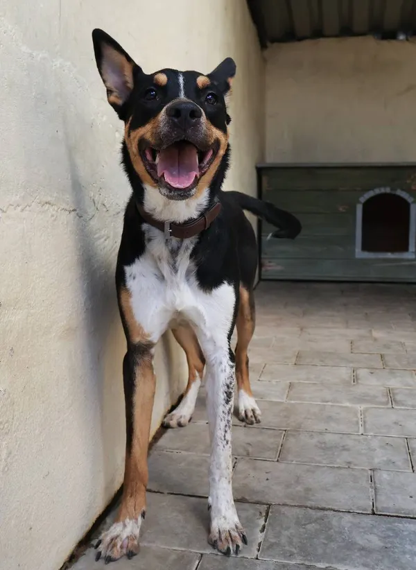 Znaleziono psa, Łódź, 13 sierpnia 2025 (2/5)