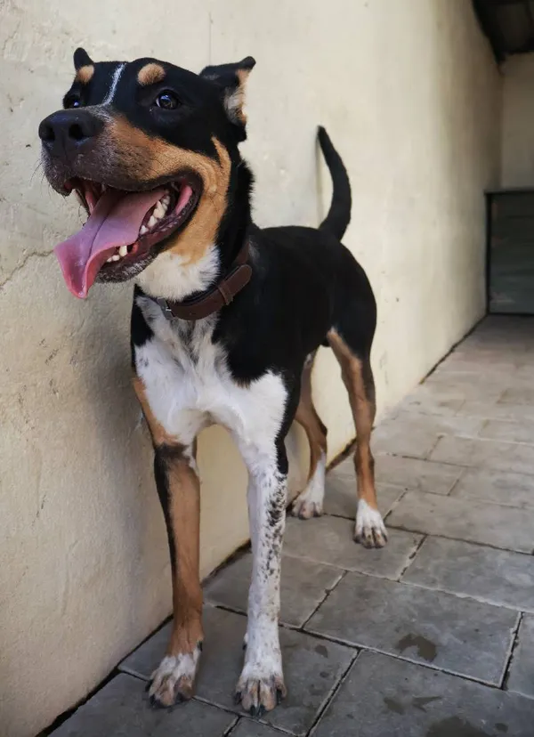 Znaleziono psa, Łódź, 13 sierpnia 2025 (3/5)