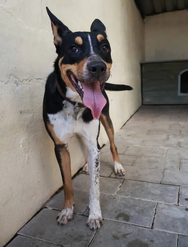 Znaleziono psa, Łódź, 13 sierpnia 2025 (4/5)