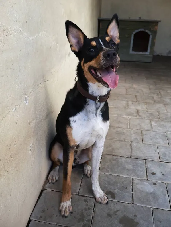 Znaleziono psa, Łódź, 13 sierpnia 2025 (5/5)