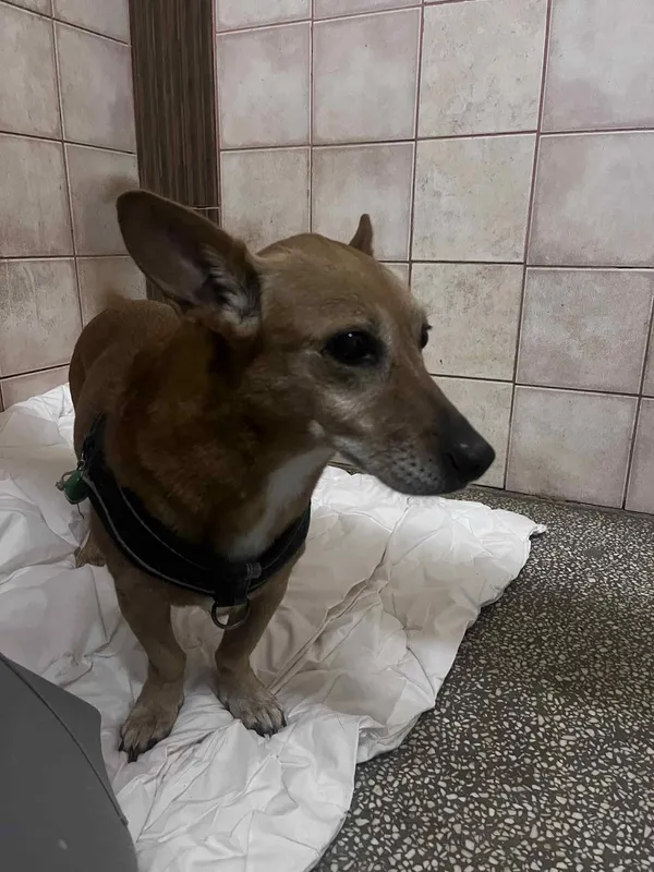 Pies do adopcji, Włocławek, 13 sierpnia 2025