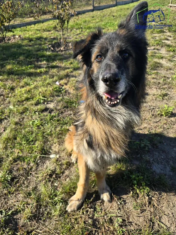 Znaleziono psa, Szczecin, 13 sierpnia 2025 (1/2)