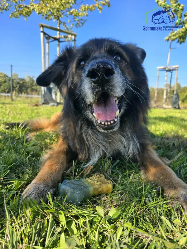 Znaleziono psa, Szczecin, 13 sierpnia 2025 (2/2)