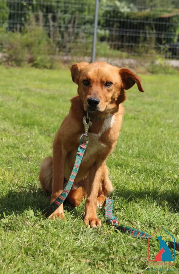 Pies do adopcji, Grudziądz, 4 sierpnia 2025