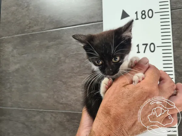 Znaleziono kota, Chełmek, 13 sierpnia 2025