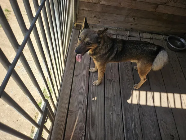 Pies do adopcji, Orzechowce, 19 kwietnia 2025 (1/5)