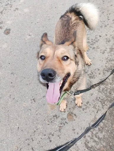 Pies do adopcji, Orzechowce, 19 kwietnia 2025 (2/5)