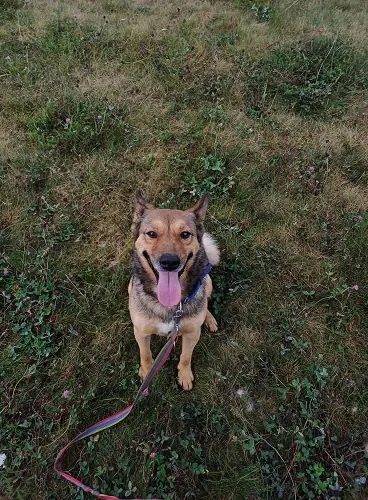 Pies do adopcji, Orzechowce, 19 kwietnia 2025 (3/5)