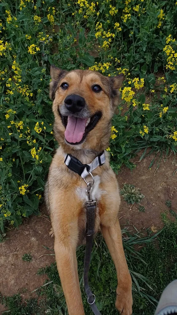 Pies do adopcji, Orzechowce, 19 kwietnia 2025 (4/5)