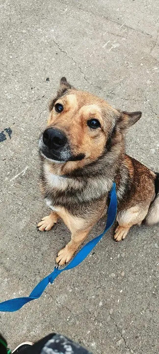 Pies do adopcji, Orzechowce, 19 kwietnia 2025 (5/5)