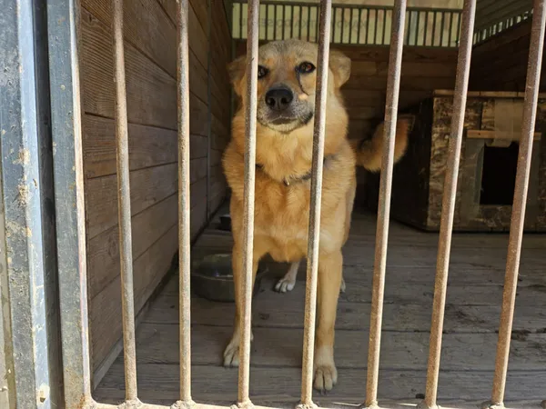 Pies do adopcji, Orzechowce, 19 kwietnia 2025 (1/5)