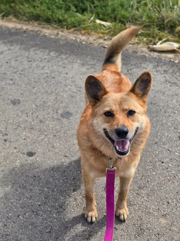 Pies do adopcji, Orzechowce, 19 kwietnia 2025 (3/5)