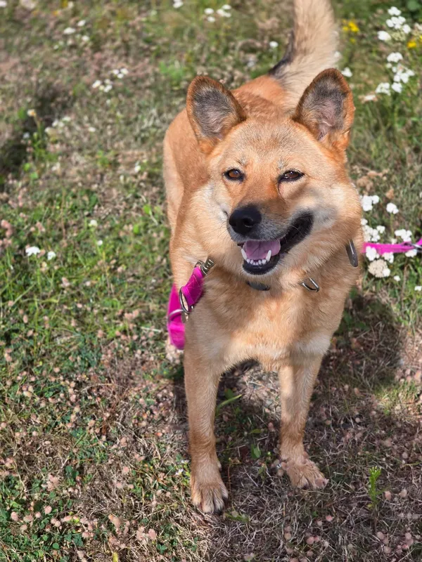 Pies do adopcji, Orzechowce, 19 kwietnia 2025 (4/5)