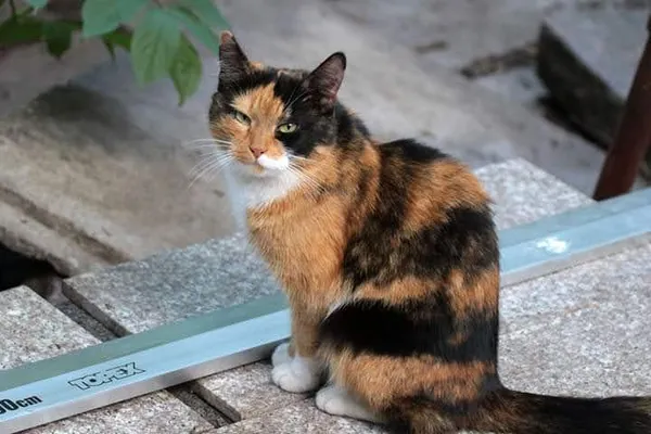 Zaginął kot, Juszkowo, 15 sierpnia 2025