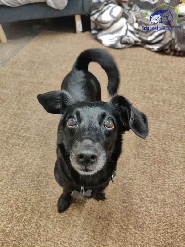 Pies do adopcji, Szczecin, 7 sierpnia 2025 (1/3)