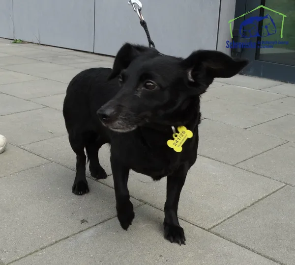 Pies do adopcji, Szczecin, 7 sierpnia 2025 (2/3)