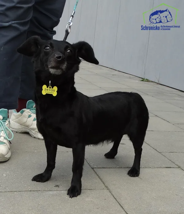 Pies do adopcji, Szczecin, 7 sierpnia 2025 (3/3)