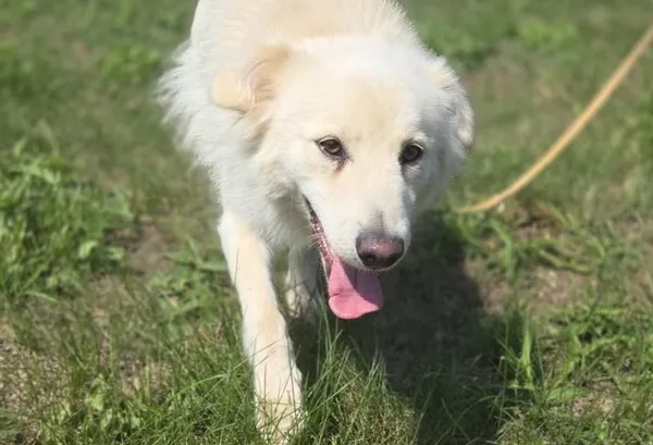 Pies do adopcji, Pieczyska, 15 sierpnia 2025 (1/5)