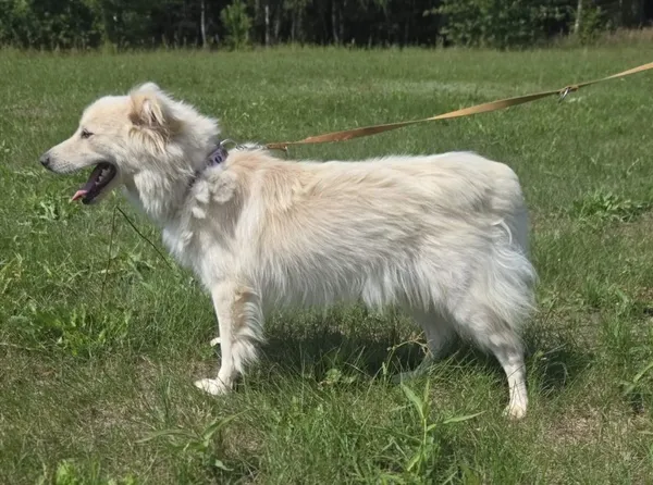 Pies do adopcji, Pieczyska, 15 sierpnia 2025 (2/5)