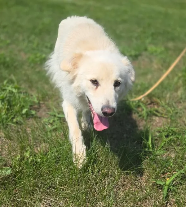 Pies do adopcji, Pieczyska, 15 sierpnia 2025 (3/5)