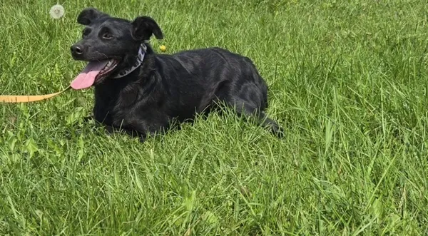 Pies do adopcji, Pieczyska, 15 sierpnia 2025 (1/5)