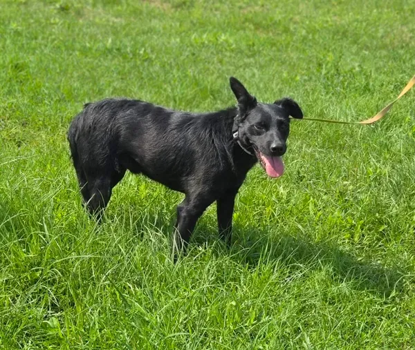 Pies do adopcji, Pieczyska, 15 sierpnia 2025 (5/5)