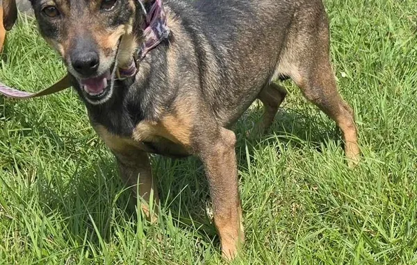 Pies do adopcji, Pieczyska, 15 sierpnia 2025 (1/5)