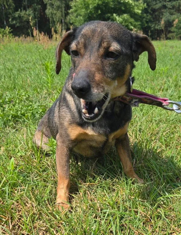 Pies do adopcji, Pieczyska, 15 sierpnia 2025 (4/5)