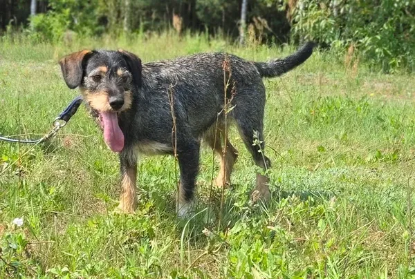 Pies do adopcji, Pieczyska, 15 sierpnia 2025 (2/5)