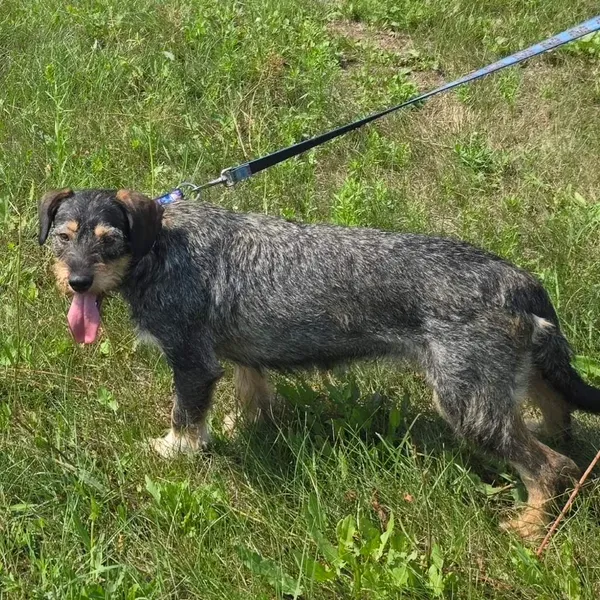 Pies do adopcji, Pieczyska, 15 sierpnia 2025 (5/5)