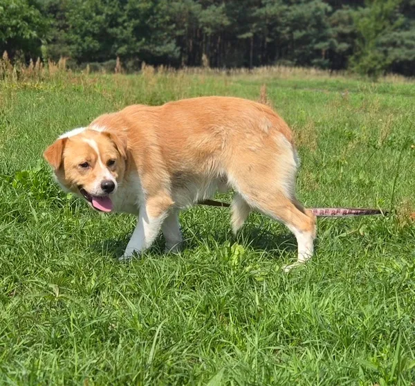 Pies do adopcji, Pieczyska, 15 sierpnia 2025 (2/4)