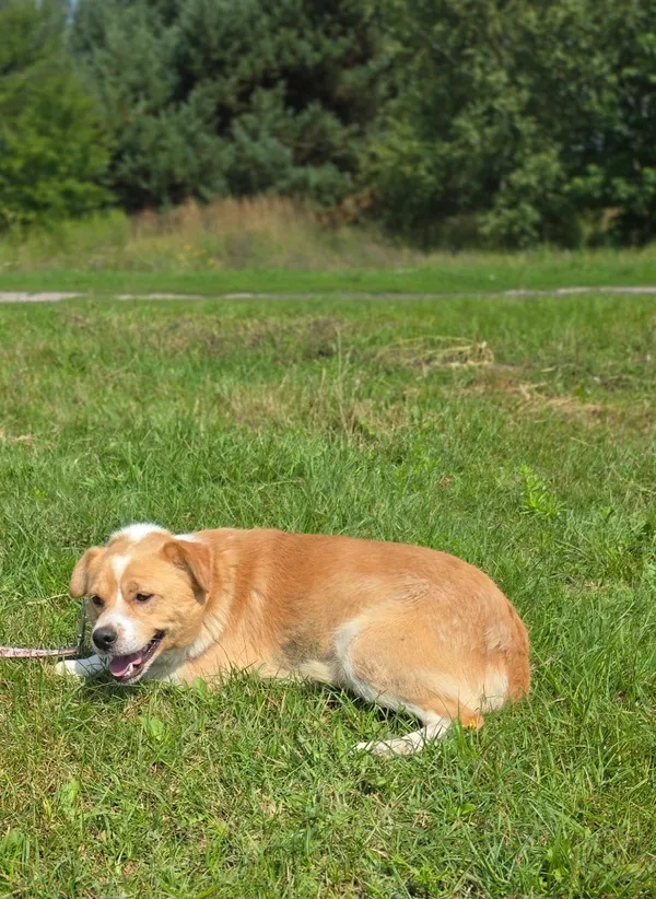 Pies do adopcji, Pieczyska, 15 sierpnia 2025 (3/4)