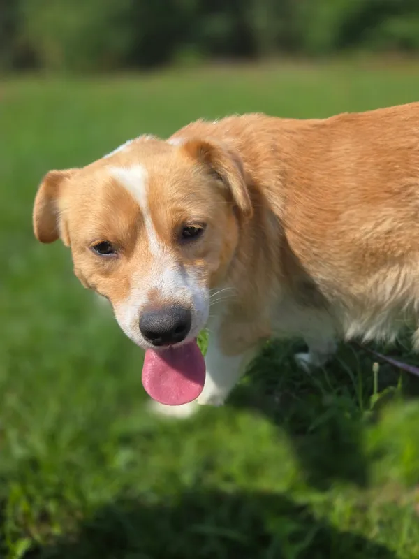 Pies do adopcji, Pieczyska, 15 sierpnia 2025 (4/4)