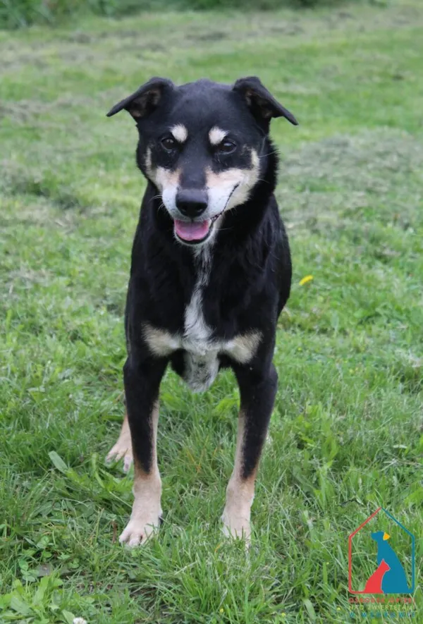 Pies do adopcji, Grudziądz, 5 sierpnia 2025