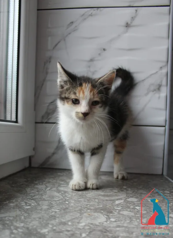 Kot do adopcji, Grudziądz, 6 sierpnia 2025