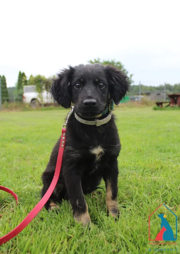 Pies do adopcji, Grudziądz, 5 sierpnia 2025