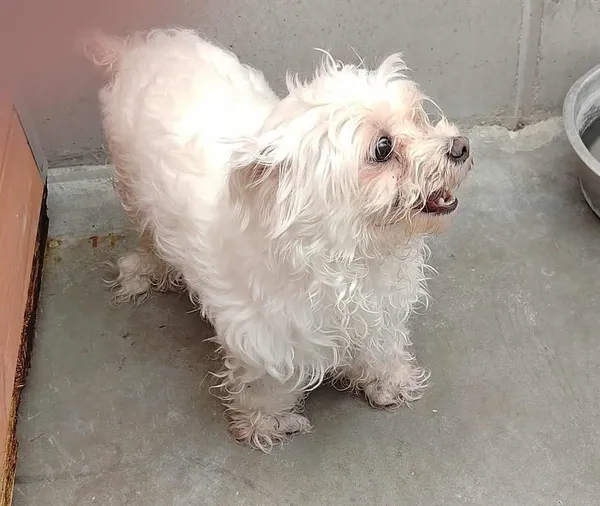 Znaleziono psa, Lublin, 13 sierpnia 2025