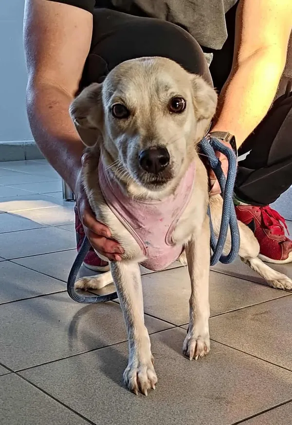 Znaleziono psa, Lublin, 13 sierpnia 2025