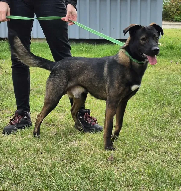 Znaleziono psa, Lublin, 13 sierpnia 2025