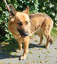 Znaleziono psa, Siedlce, 14 sierpnia 2025