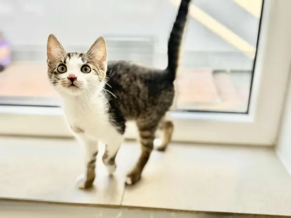 Kot do adopcji, Piła, 21 lipca 2025 (2/5)