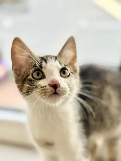 Kot do adopcji, Piła, 21 lipca 2025 (4/5)