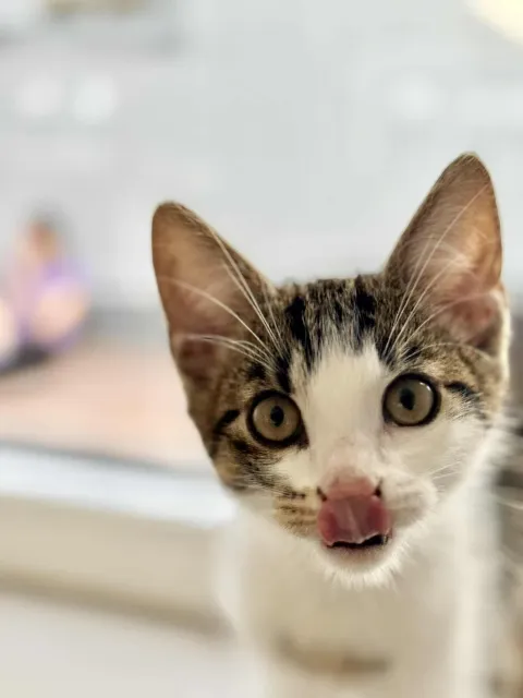 Kot do adopcji, Piła, 21 lipca 2025 (5/5)