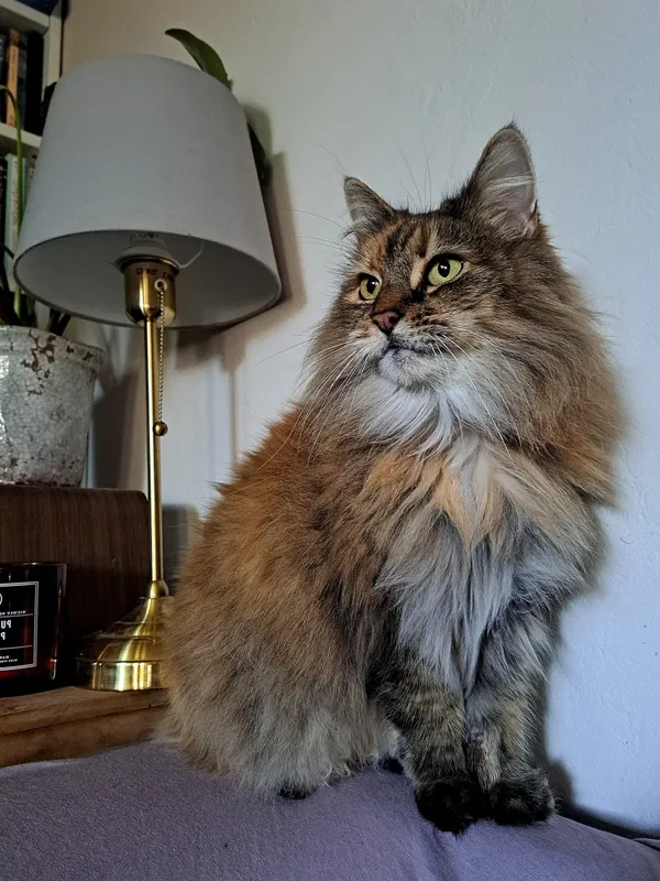 Zaginął kot, Łódź, 15 sierpnia 2025