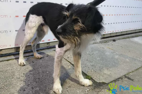 Pies do adopcji, Racławice, 6 sierpnia 2025