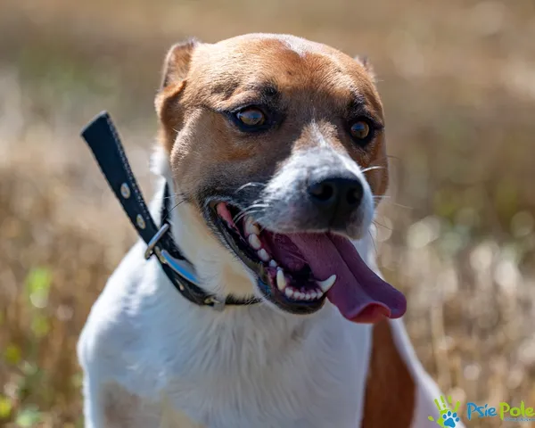 Pies do adopcji, Racławice, 8 sierpnia 2025 (1/5)