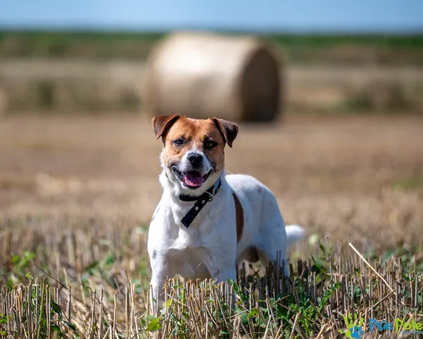 Pies do adopcji, Racławice, 8 sierpnia 2025 (2/5)