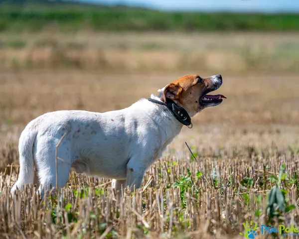 Pies do adopcji, Racławice, 8 sierpnia 2025 (3/5)